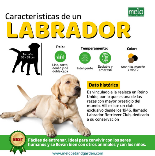 Características de un Labrador