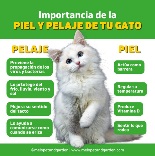 Importancia de la piel y pelaje de tu gato