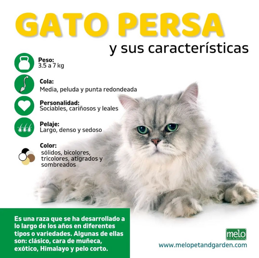 Características del Gato Persa