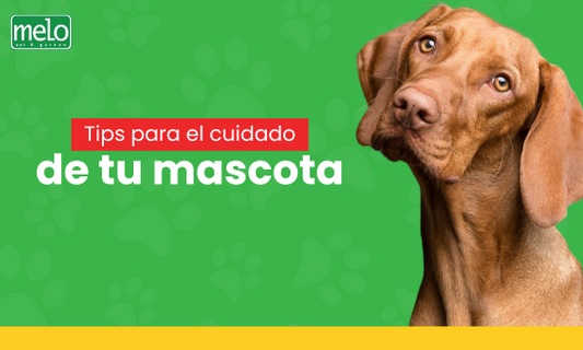 Tips para el cuidado de tu mascota