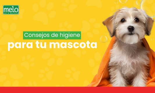 Consejos de higiene para tu mascota