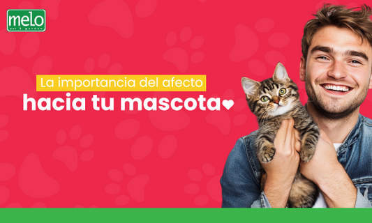 La importancia del afecto hacia tu mascota