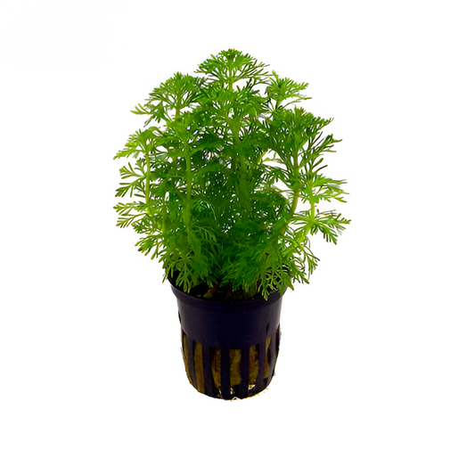 Accesorio Para Pecera Planta Plastica Ambulia - 9"