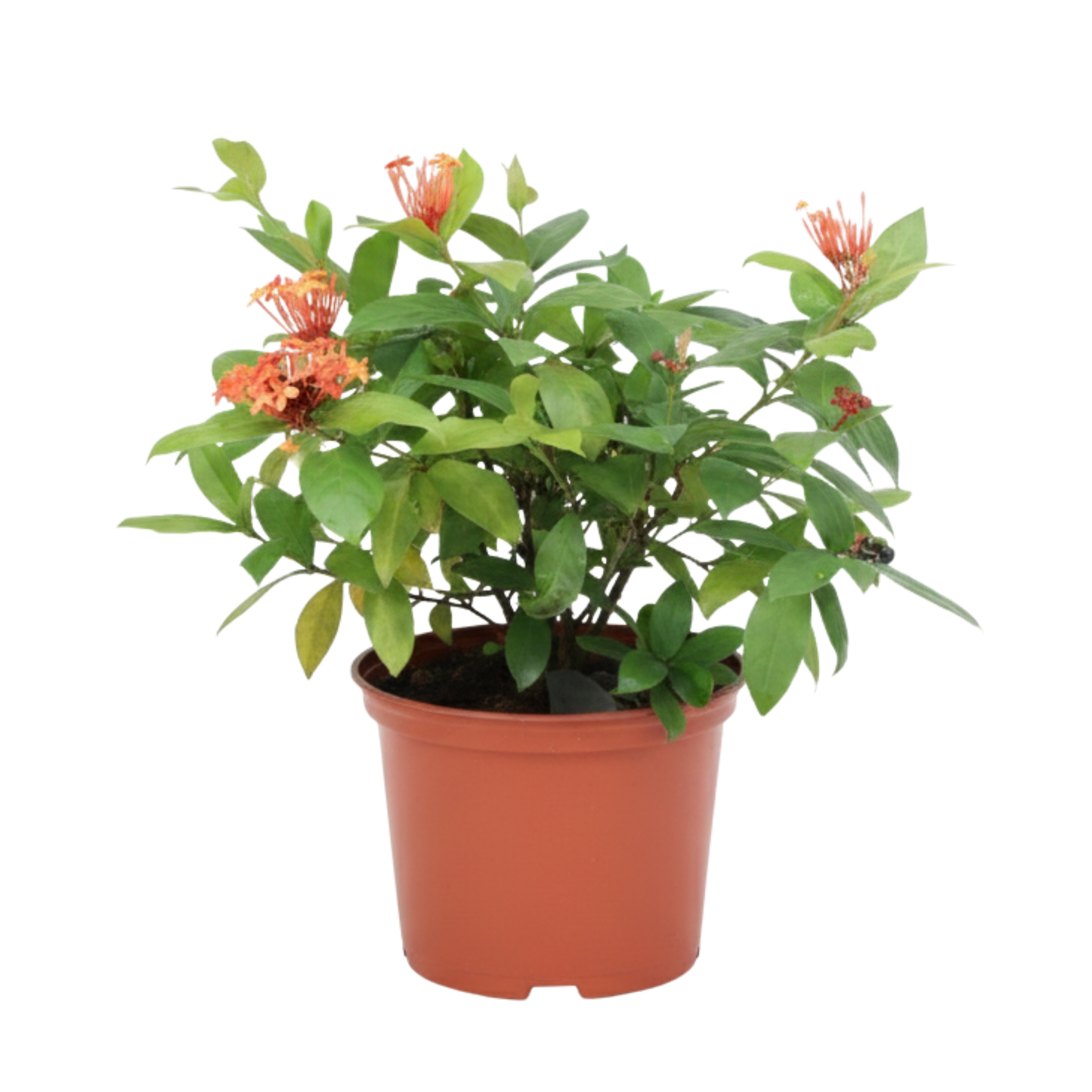 Planta Bouquet de Novia