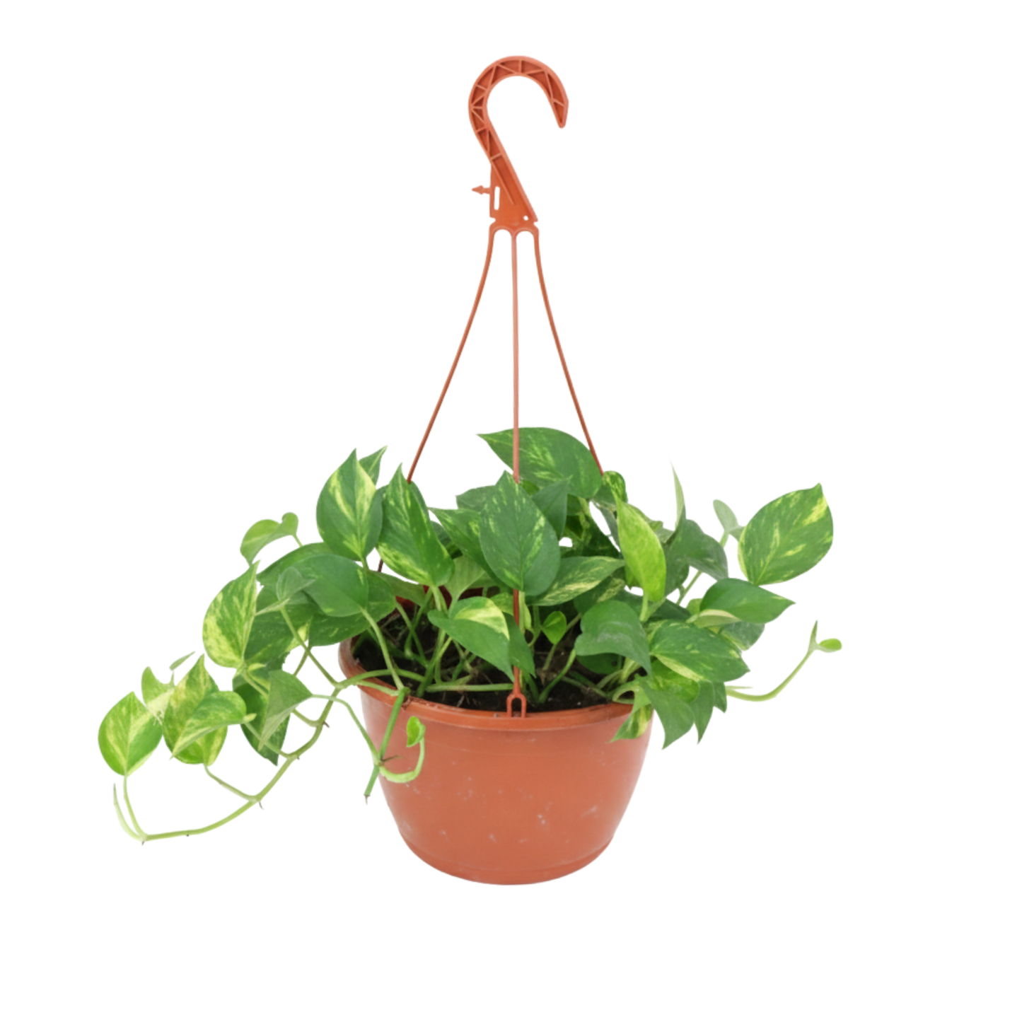 Planta Photos en Canasta