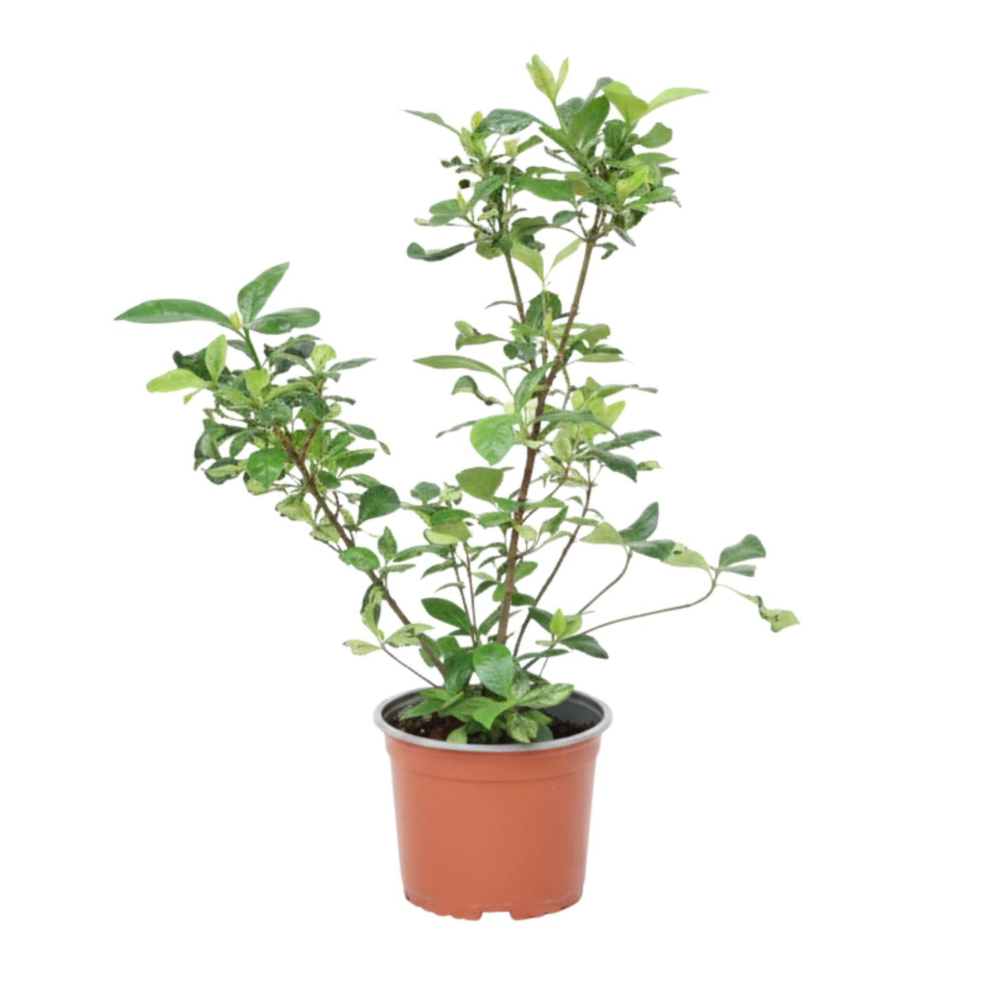 Planta Gardenia Matizada