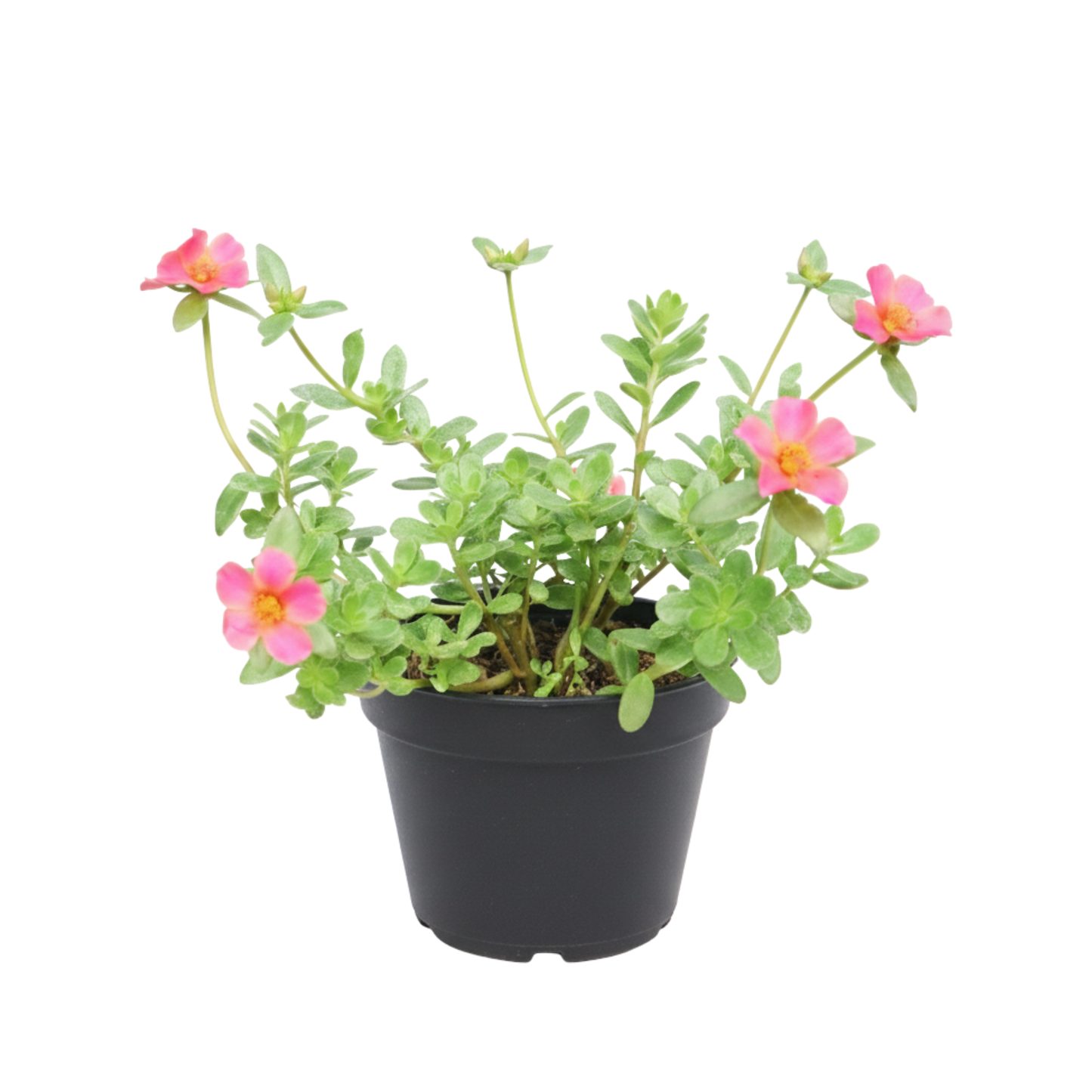 Planta Romeritos Variados