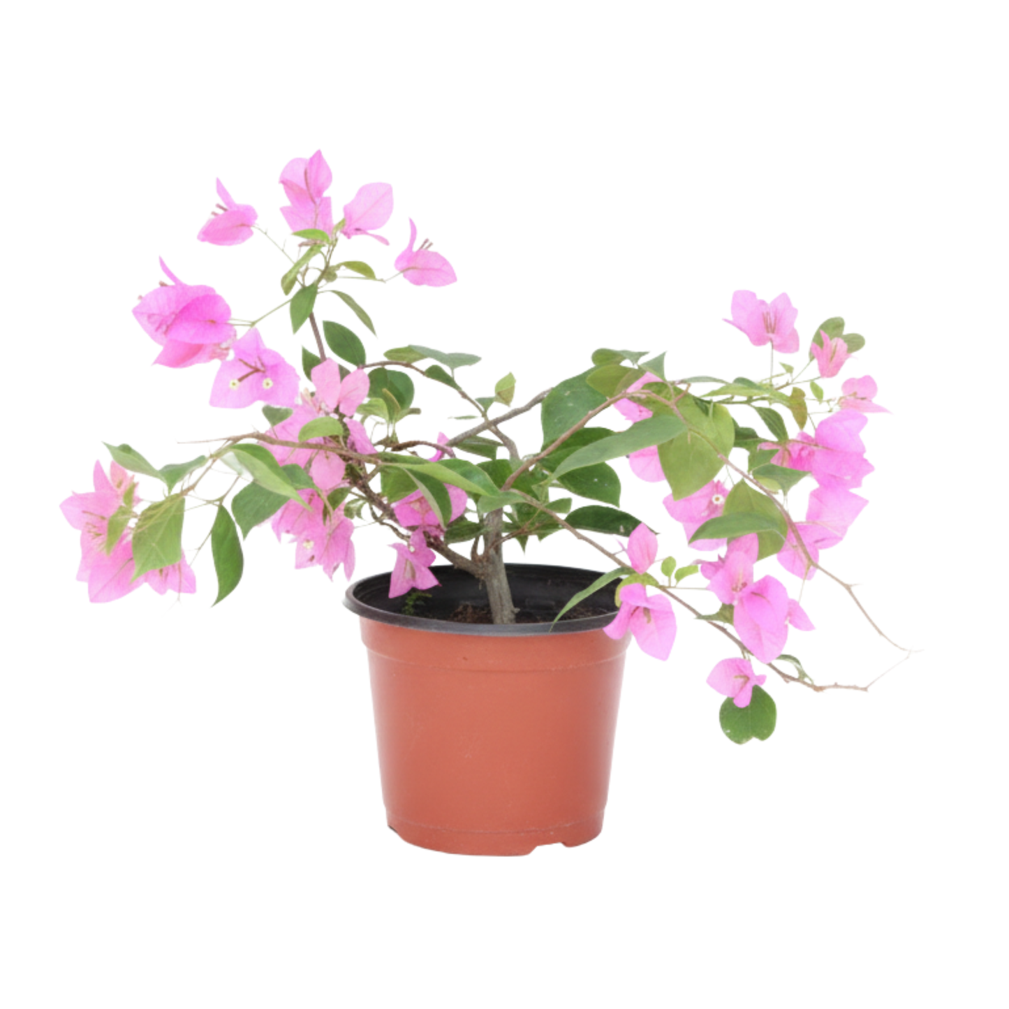 Planta Ficus Matizado