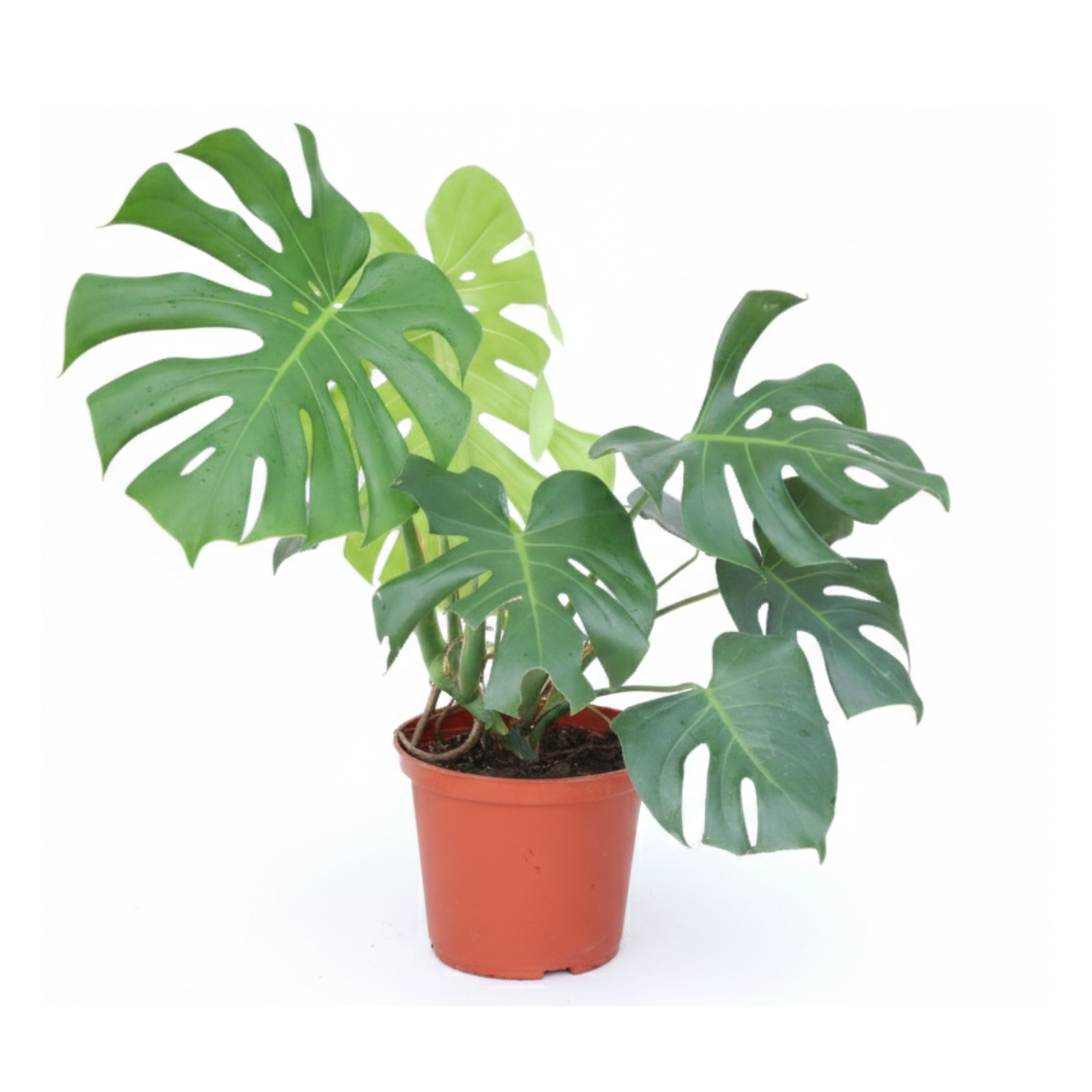 Planta Monstera Deliciosa