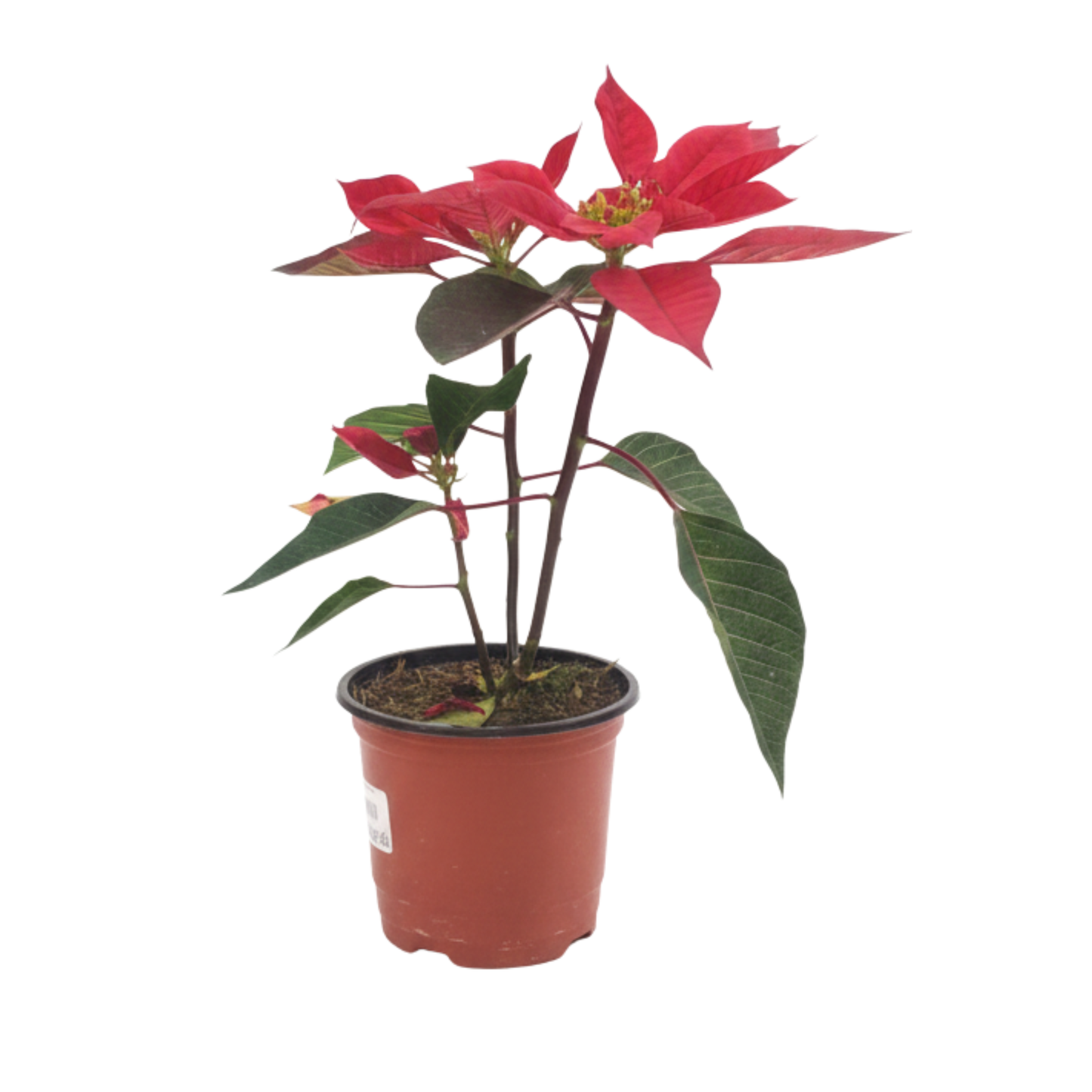 Planta Poinsetia # 7