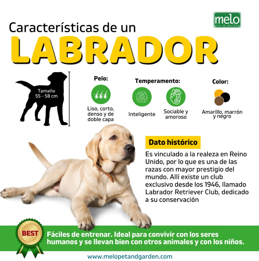 Características de un Labrador