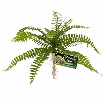 Planta Lace Fern para Reptario Bu-62