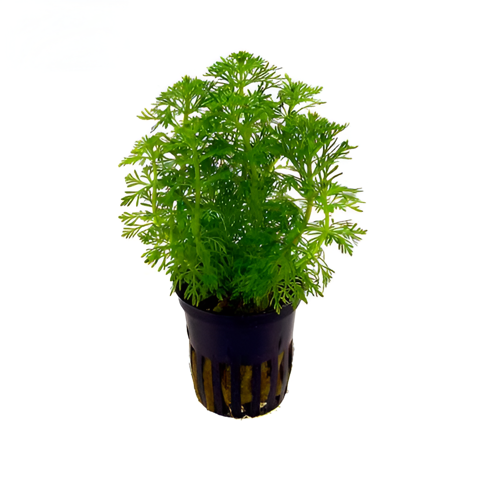 Accesorio Para Pecera Planta Plastica Ambulia - 9"