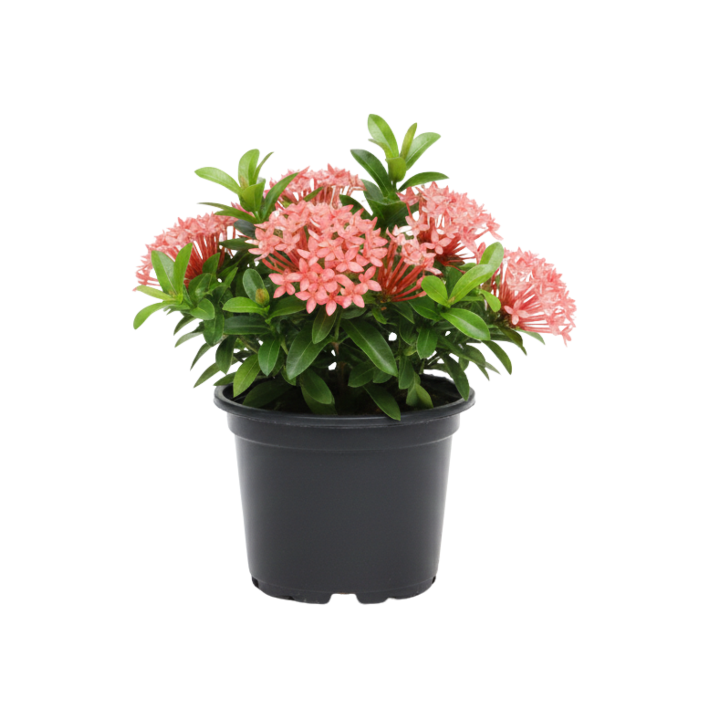 Ixora Rosadas y Blancas