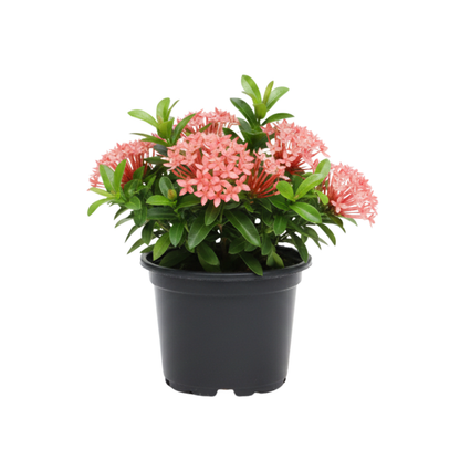 Ixora Rosadas y Blancas