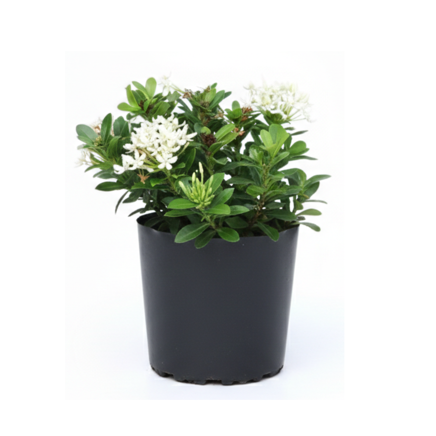 Ixora Rosadas y Blancas