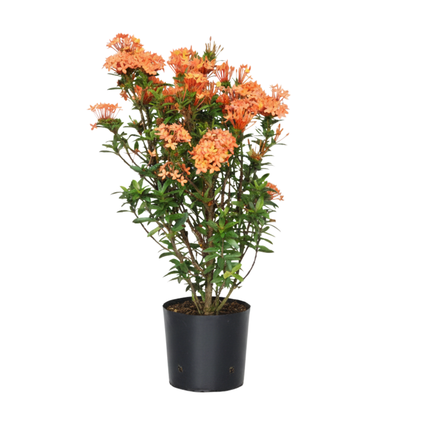 Ixora Amarilla y Naranja