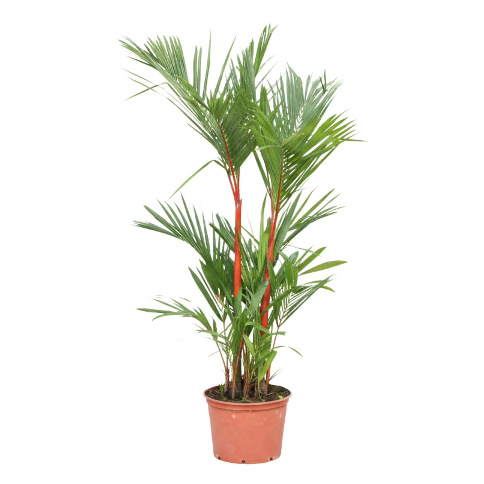 palma roja planta Palma Roja Grande – MELO Pet and Garden