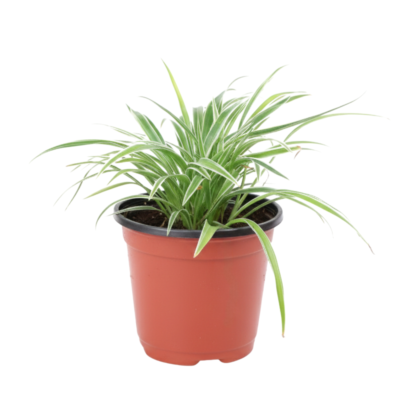 Planta Ampiosa