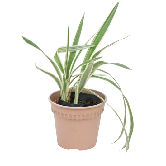 Planta Dianella