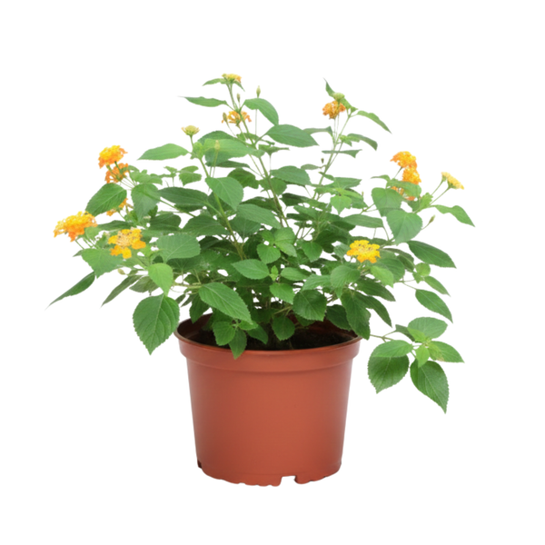 Planta Lantana