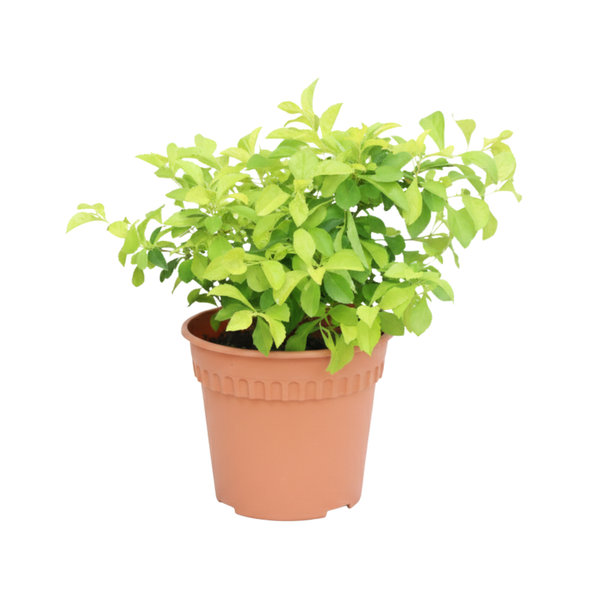 Planta Duranta Limon