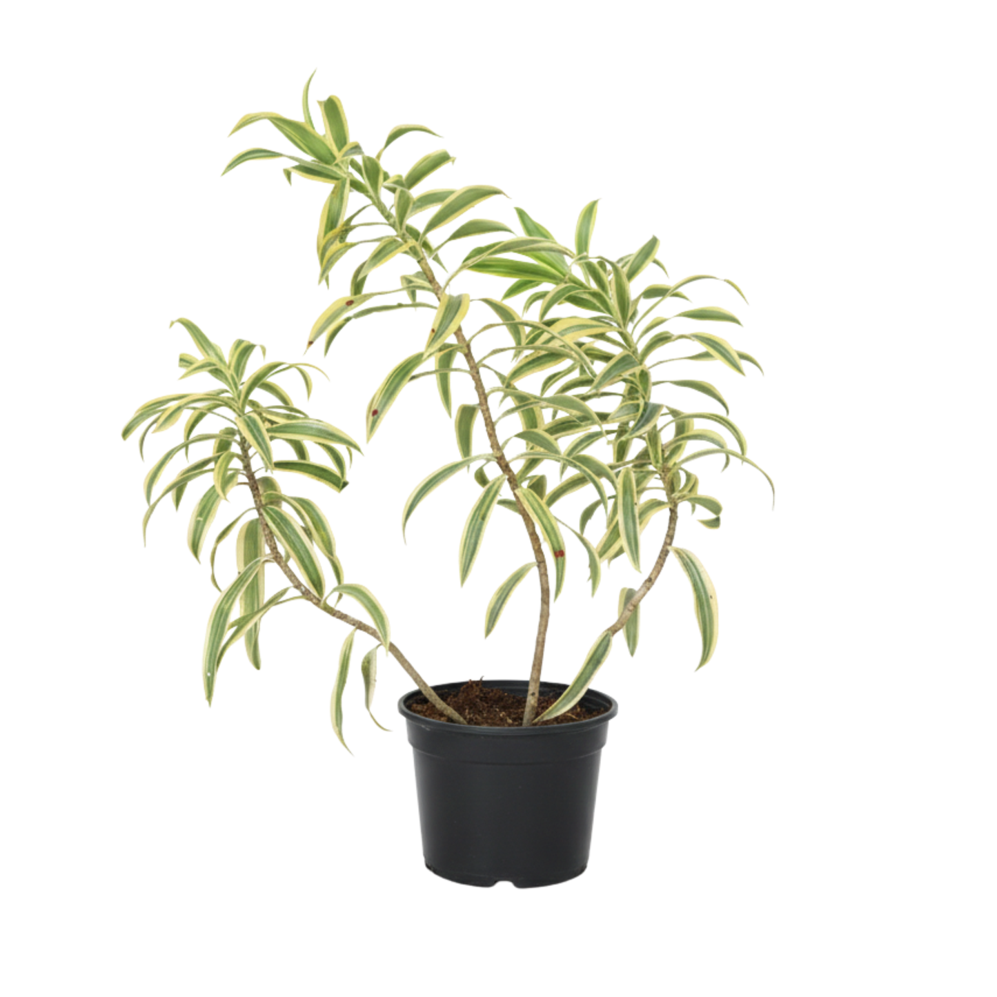 Planta Dracena