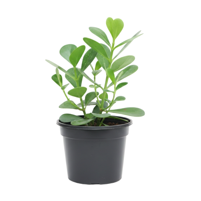 Planta Clusia