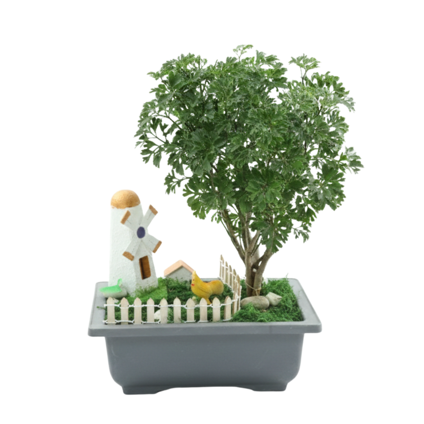 Poinssettia En Pote Cuadrado