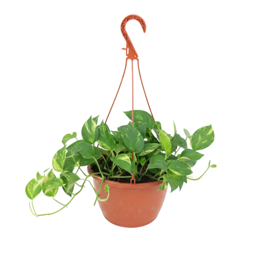 Planta Photos en Canasta