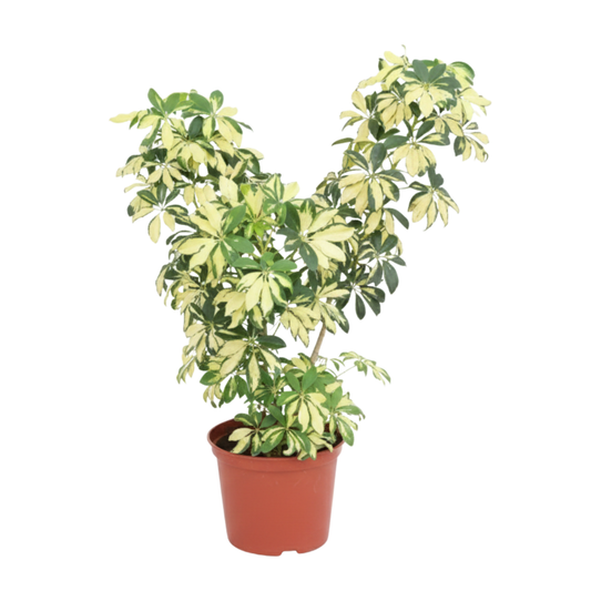 Planta Shaflera