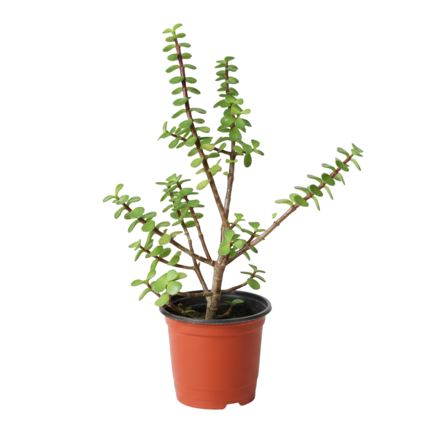 Planta Jade Mini