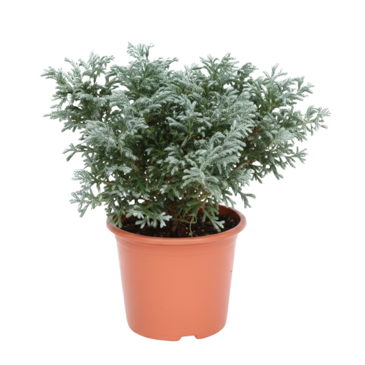 Planta Cipres Azul Pino