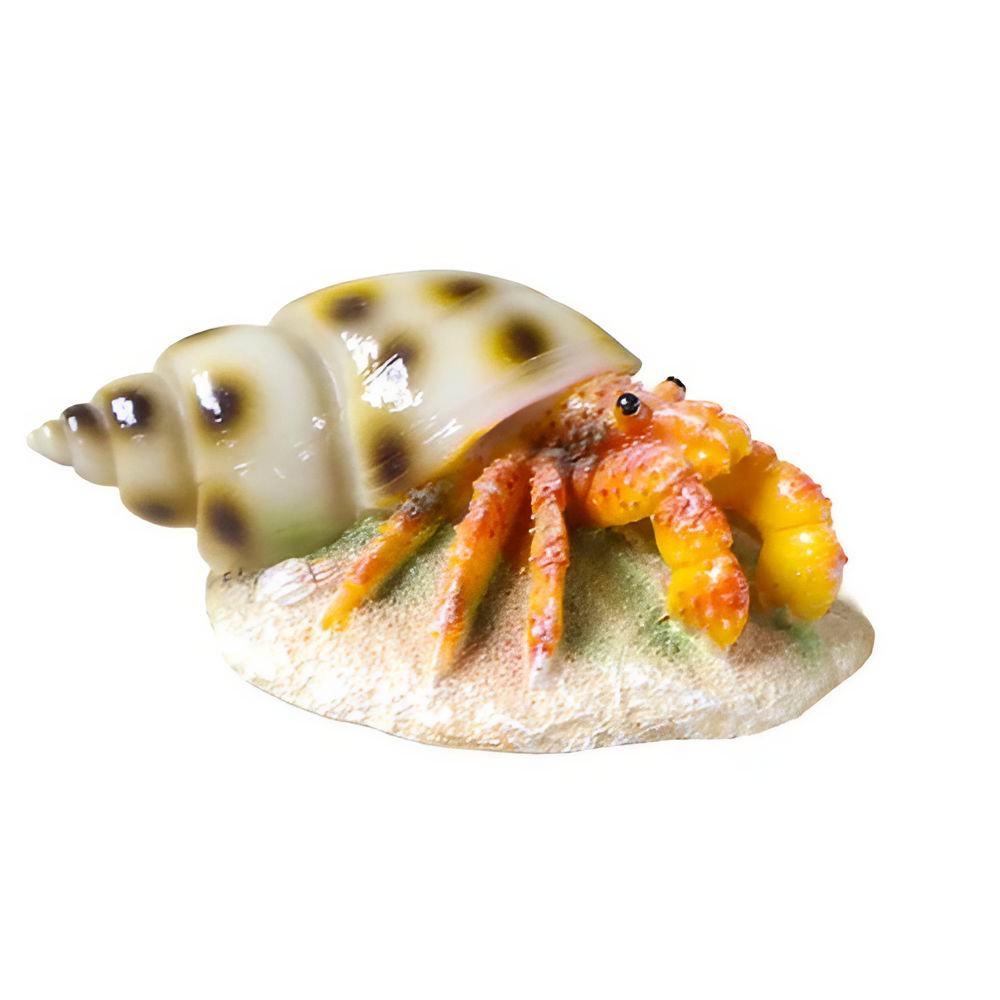 Caracol para Decorar Peceras