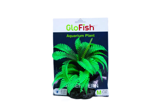 Planta Fern-Glofish Lg