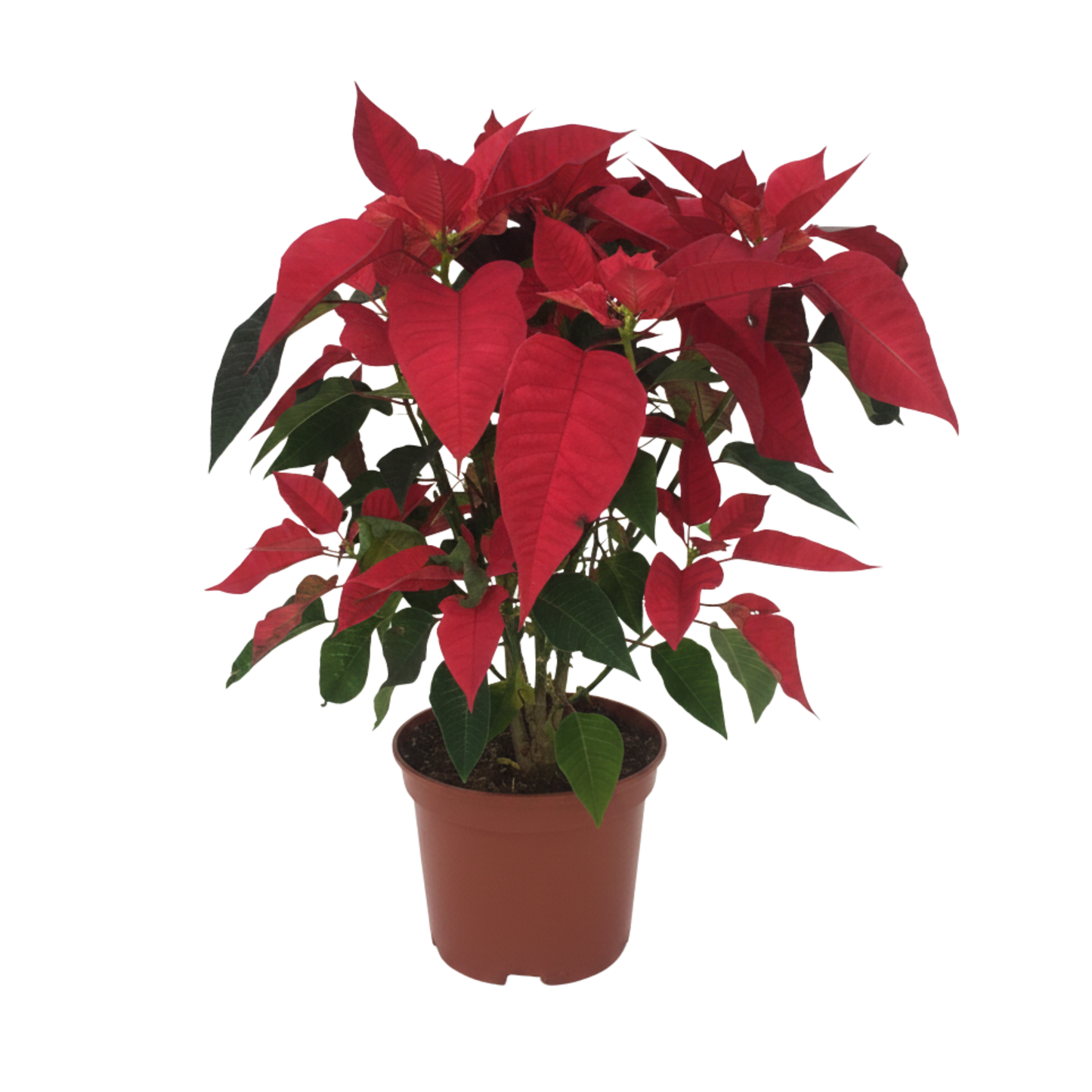 Poinsettia 45"