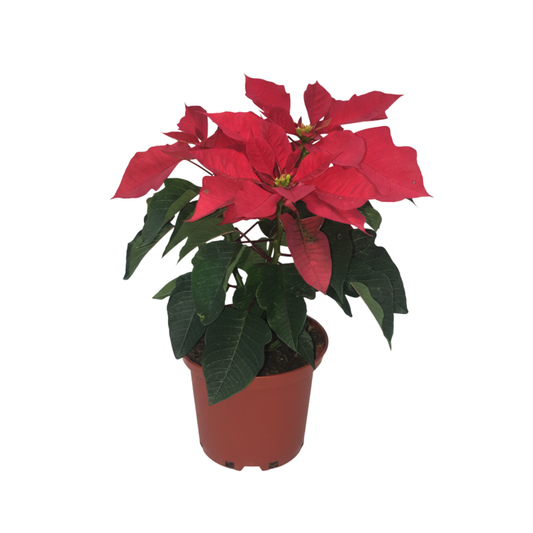 Planta Poinsetia #6