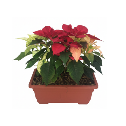Poinssettia En Pote Cuadrado