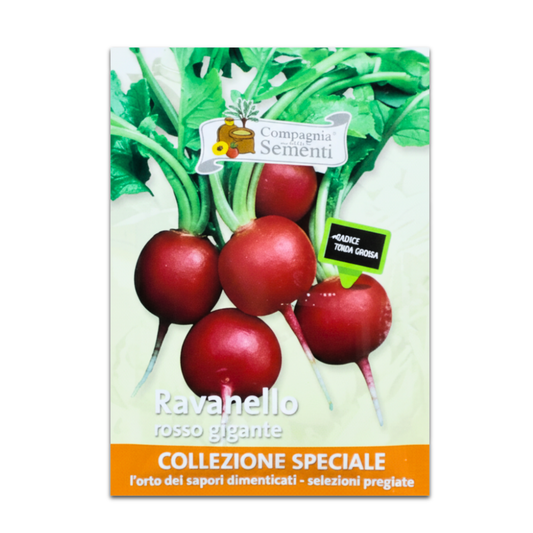 Semilla De Rábano Burro Gigante Sobre