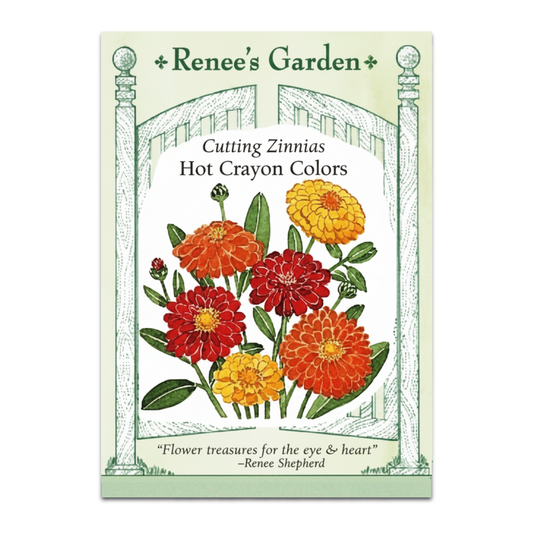 Zinnia De Colores